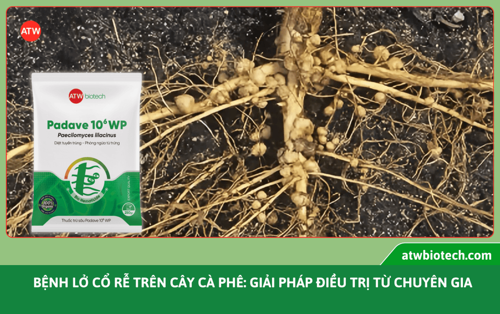 Bao bì Padave 10WP cạnh rễ cà phê bị u bướu trên nền đất.