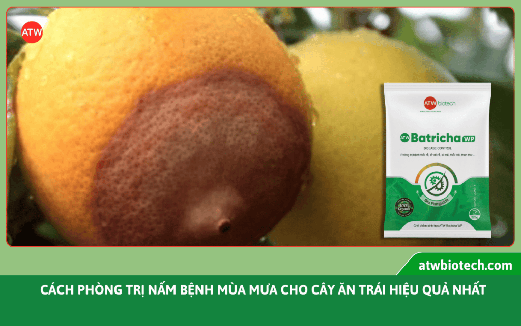 Trái cây có mảng thối nâu lớn và bao bì Batricha WP bên cạnh