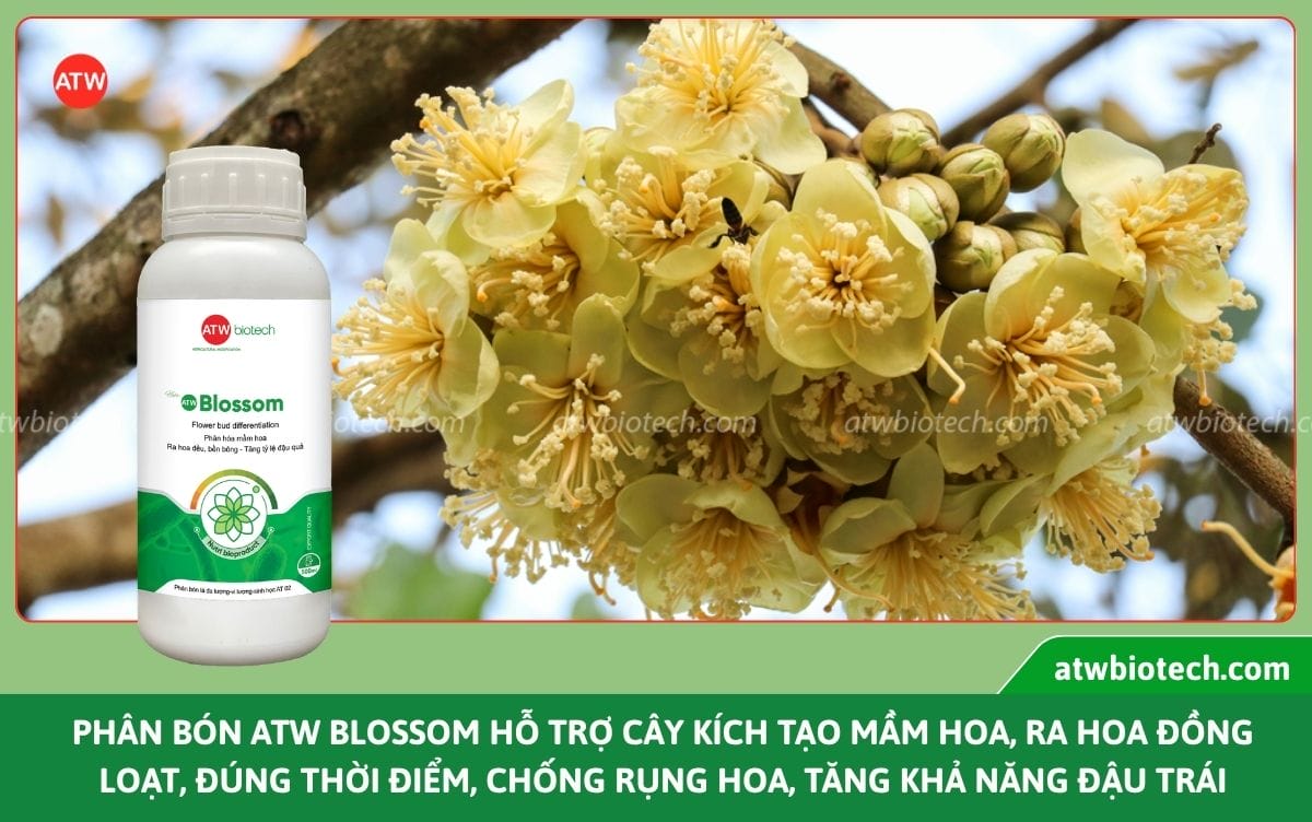 phan-bon-kich-tao-mam-ra-hoa-dong-loat-atw-blossom